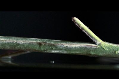 Eucaliptus