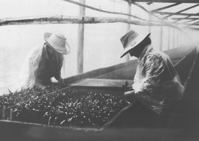 Amor, mujeres y flores